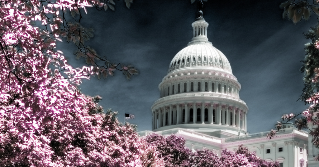 Capitol with Cherry Blossoms