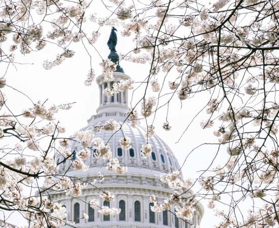 Capitol dome with cherry blossoms.